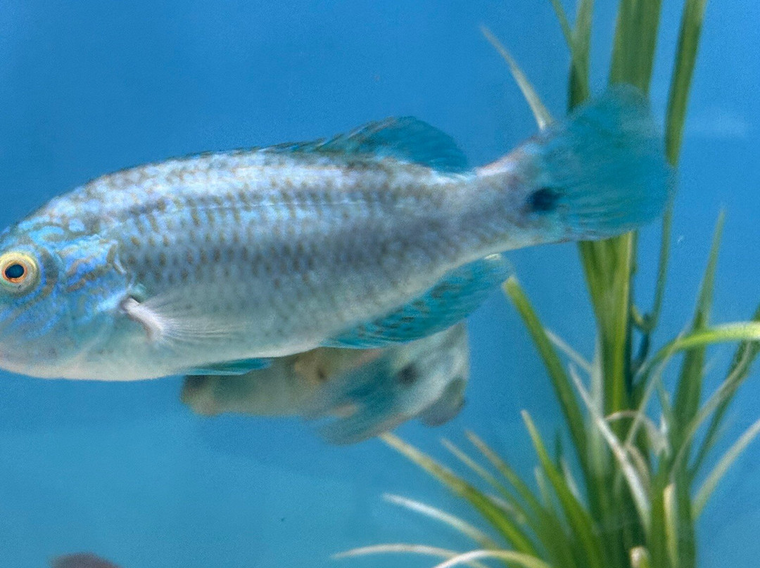 Lyme Regis Marine Aquarium-莱姆里杰斯必去景点