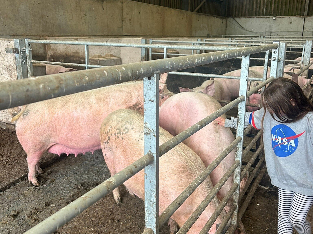 Isle of Mull Cheese-Tobermory必去景点