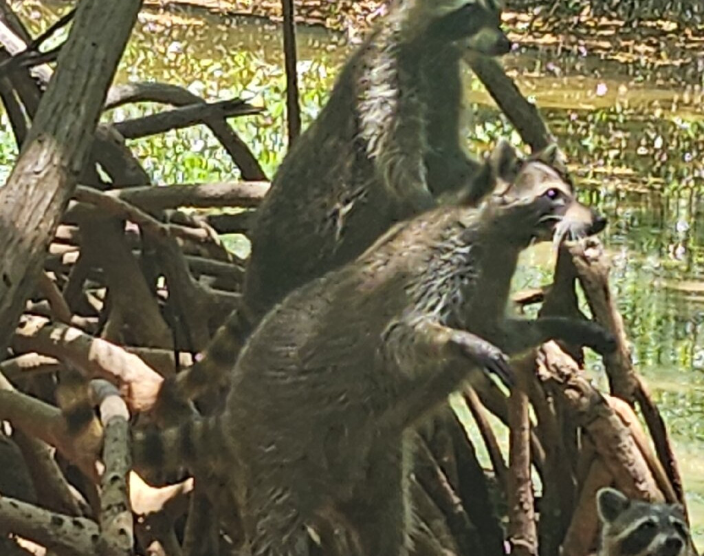 Oleta River State Park-North Miami必去景点