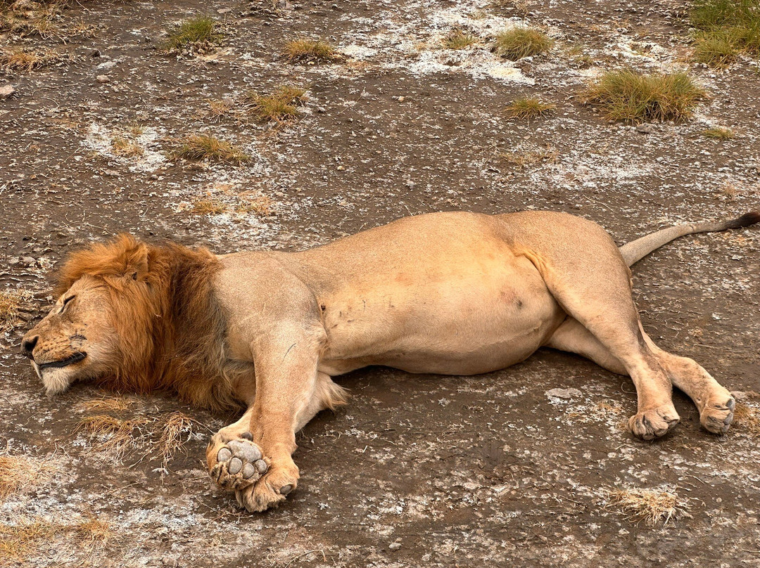 Northern Masailand Safaris-阿鲁沙必去景点
