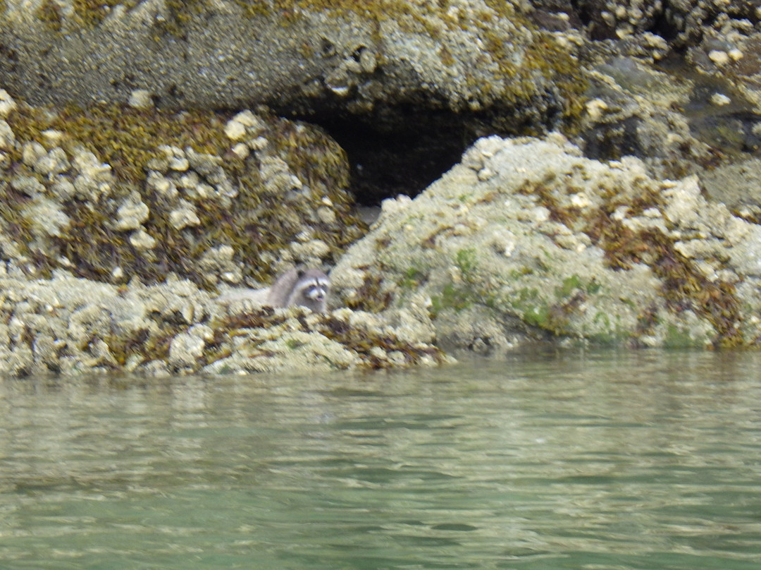 Island Römer Adventures-纳奈莫必去景点