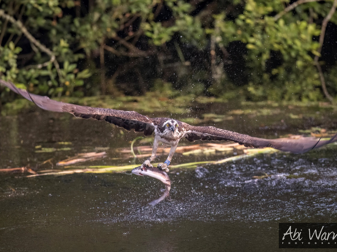 Trossachs Osprey Hide-卡兰德必去景点