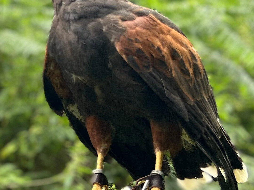 Hampshire Hawk Walks-Alton必去景点
