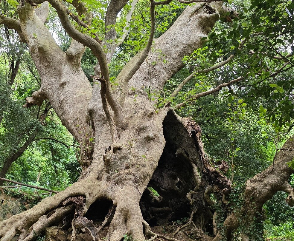 Il Gigante di Curinga-Curinga必去景点