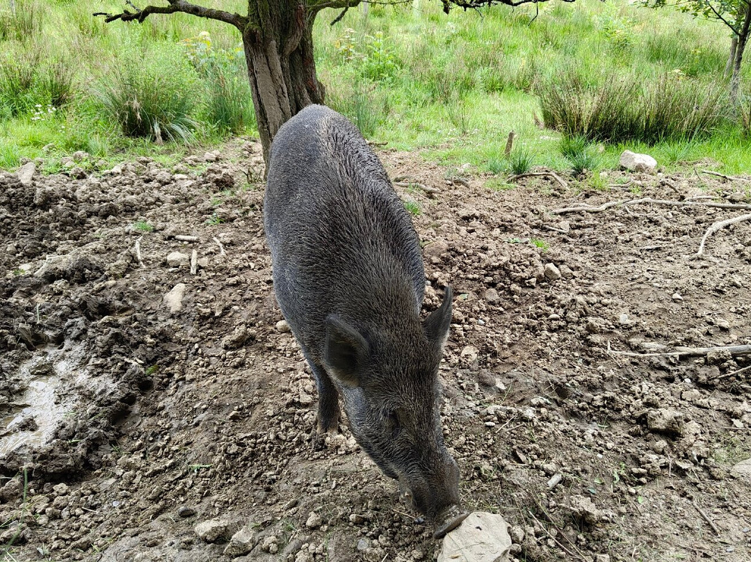 Bowland Wild Boar Park-普雷斯顿必去景点