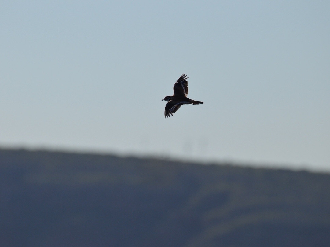 Bitter Lake National Wildlife Refuge-罗斯威尔必去景点
