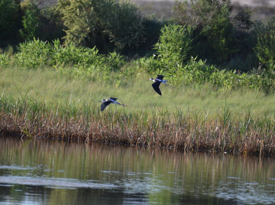 Bitter Lake National Wildlife Refuge-罗斯威尔必去景点