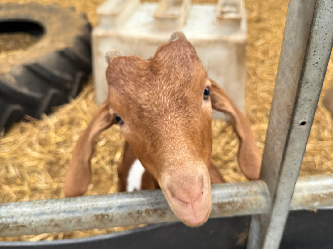 Lakeland Maze Farm Park-肯德尔必去景点