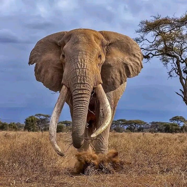 Amboseli Cultural Tours