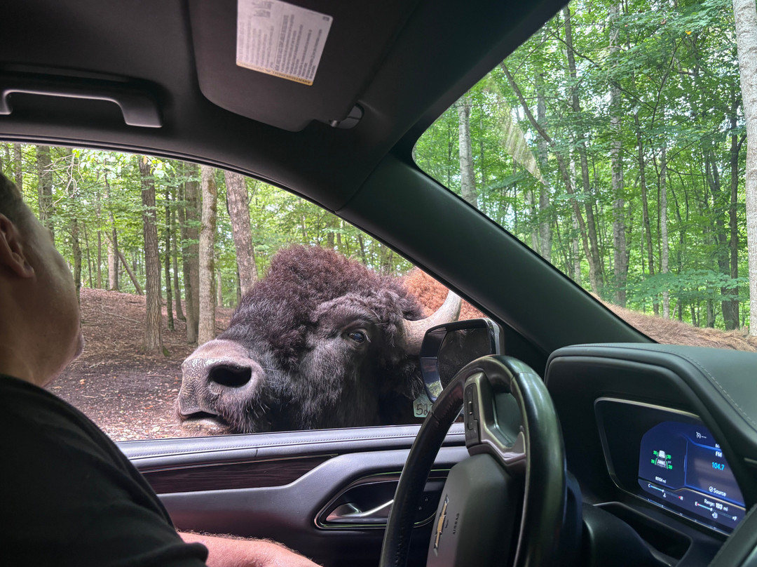 Briarwood Ranch Safari Park-莫利斯敦必去景点