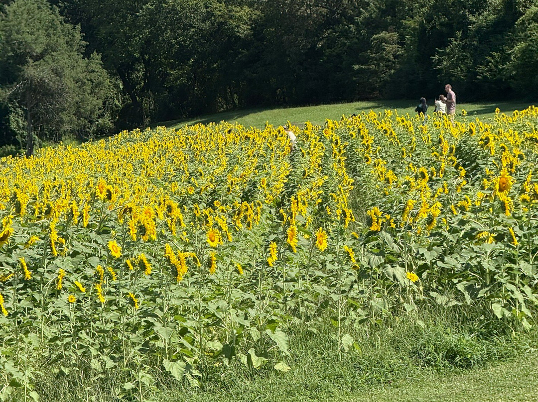 State Farmers Market-罗利必去景点