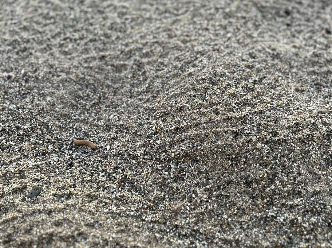 Sea Turtle Beach Walk- Archelon-雷斯蒙必去景点