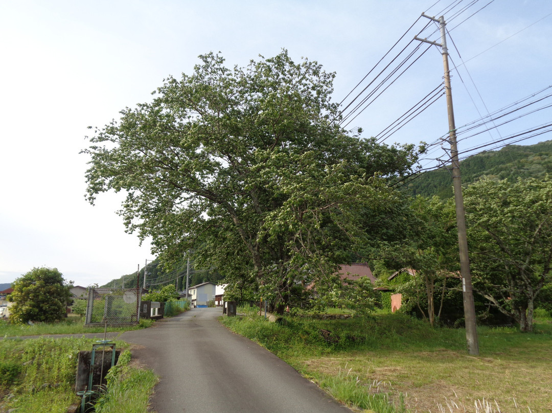 Bunjizakura-神河町必去景点