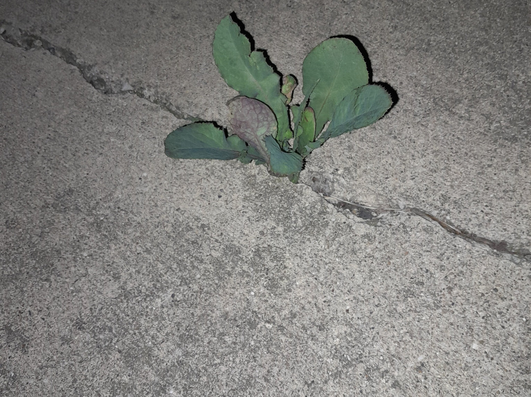 Chevys Gaming Lounge-Kewanee必去景点