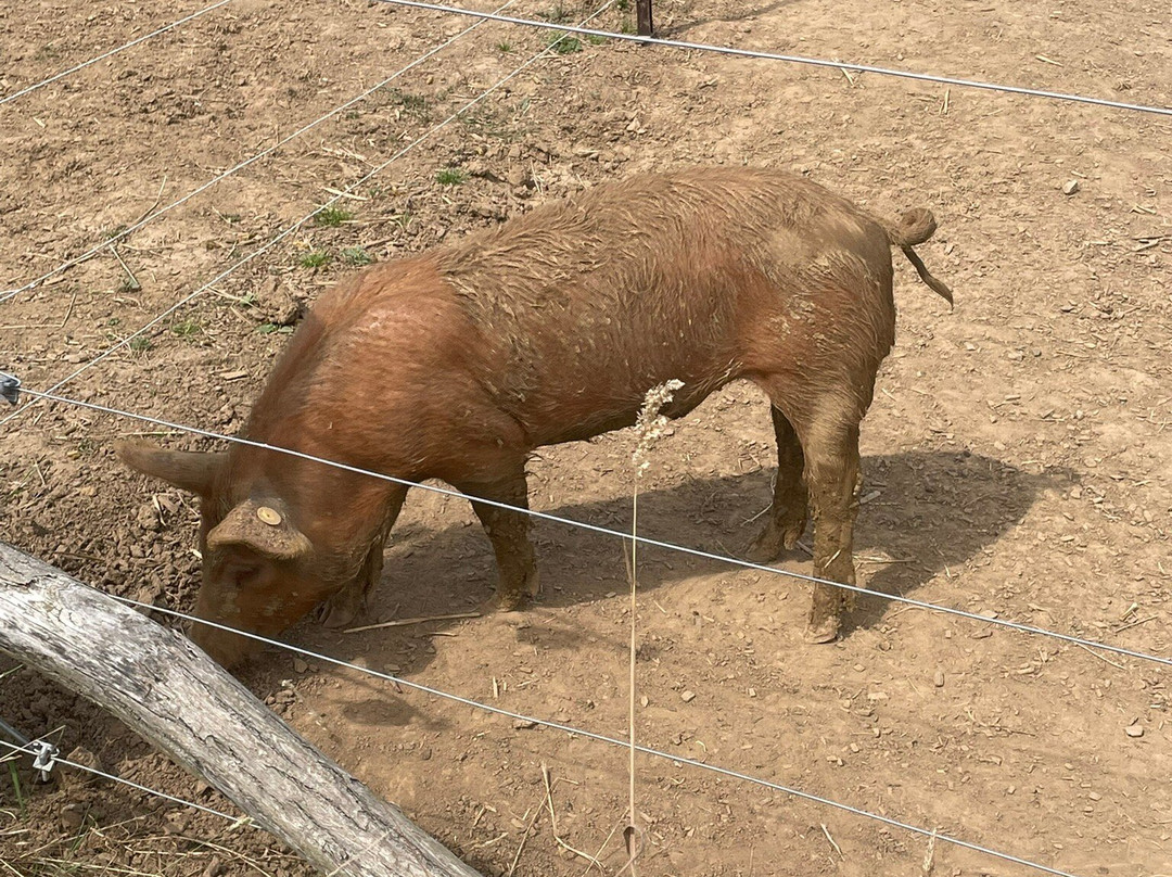 Noah's Ark Zoo Farm-Wraxall必去景点