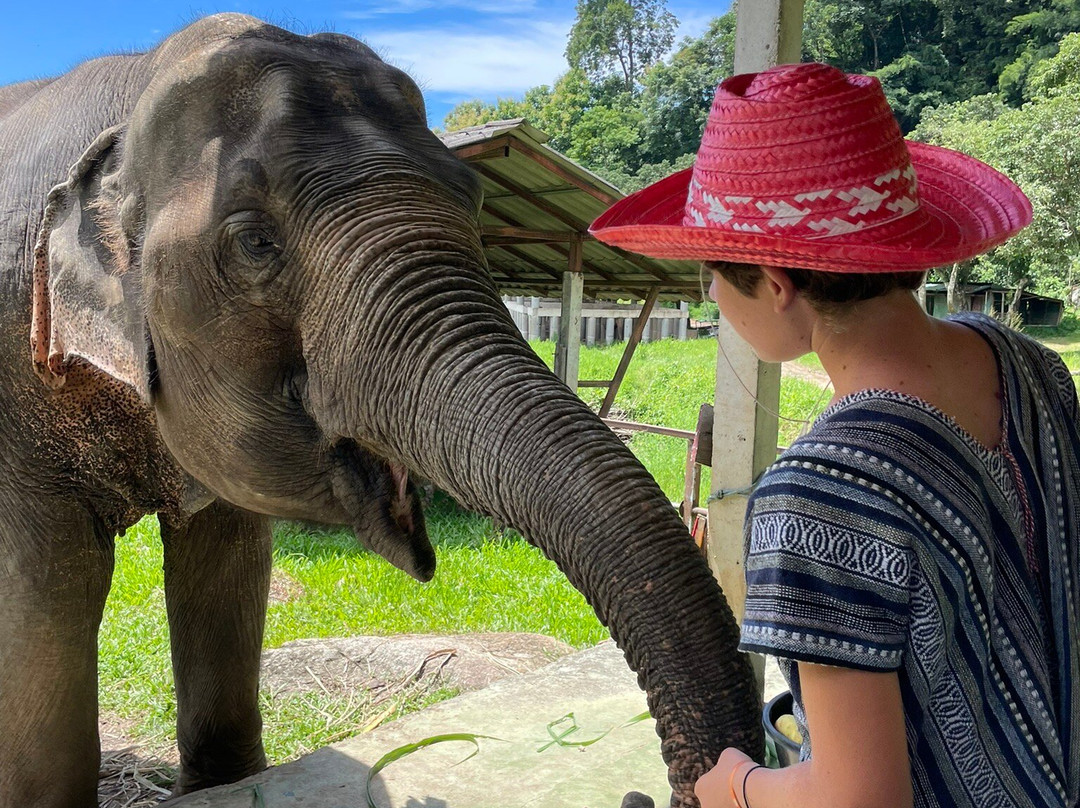 Doi Lom Elephant Rescue Sanctuary-夜登必去景点