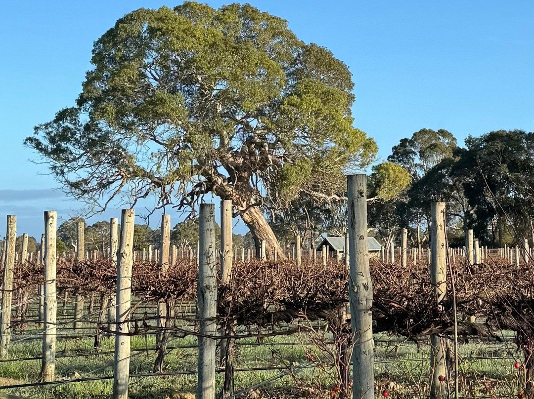 A Must At Coonawarra主图