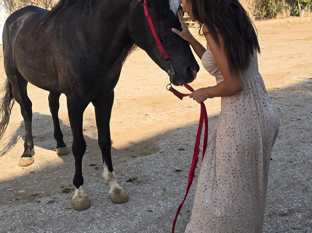 Kfb Stables, Abu Sir Pyramids-Abu Sir必去景点