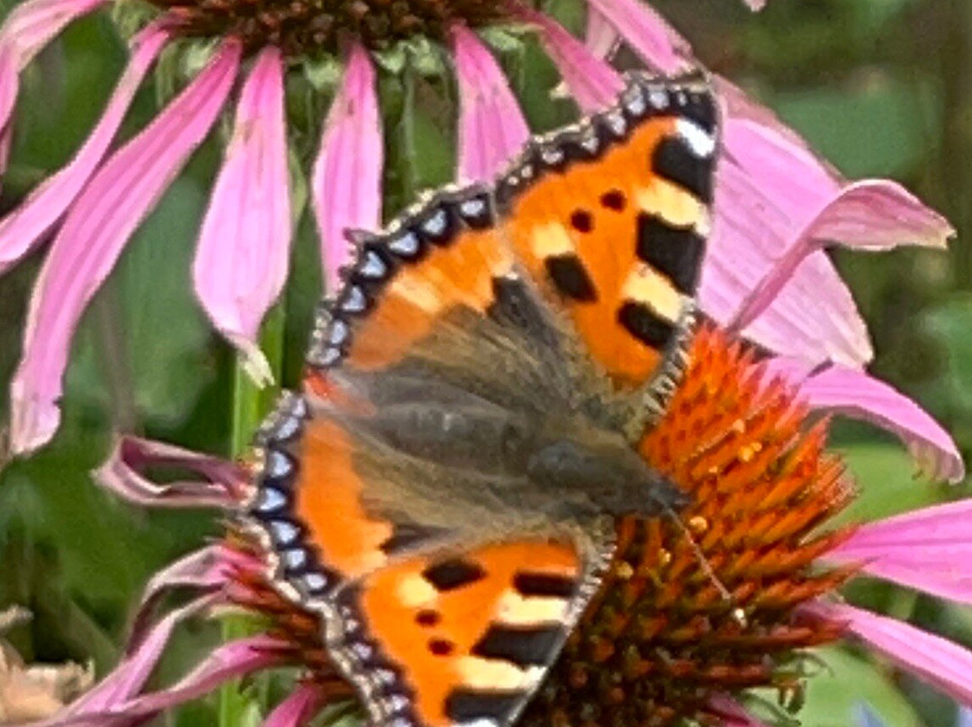 Chain Bridge Honey Farm-特威德河畔贝里克必去景点