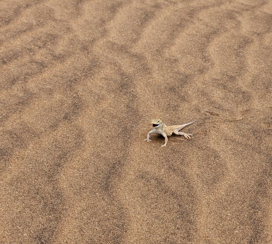 Tommy's Tours and Safaris-斯瓦科普蒙德必去景点