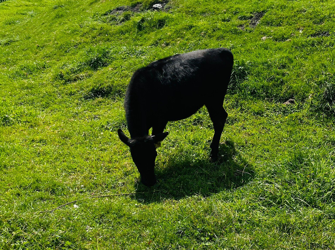 Gasthof Seeblick主图