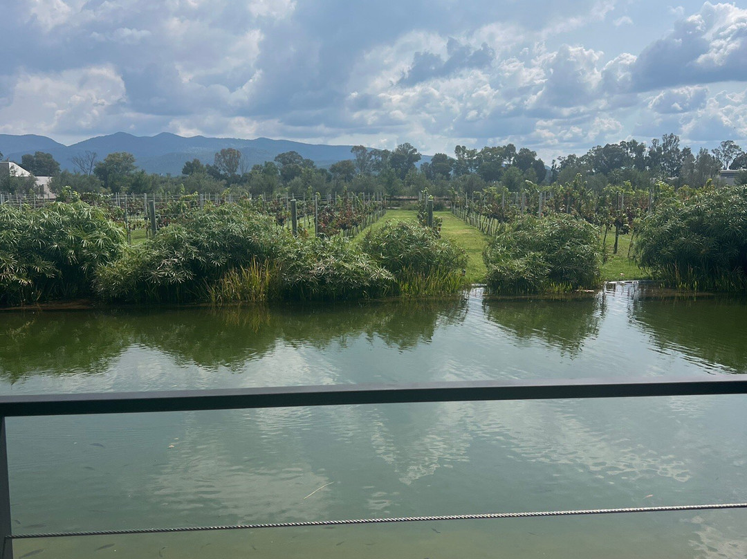 Vinedos San Francisco主图