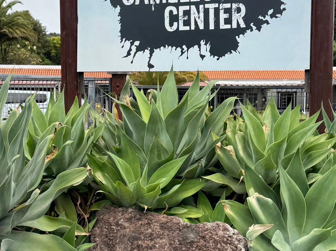 Camello Center-El Tanque必去景点