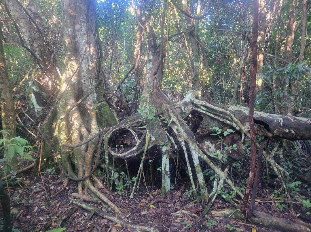 Royal Palm Visitor Center-大沼泽国家公园必去景点