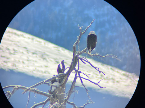 The Smokey Q Company