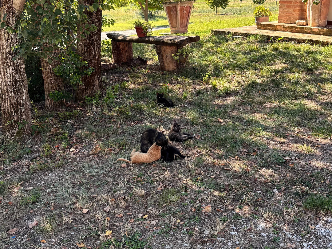 Agriturismo Forestale Luti主图