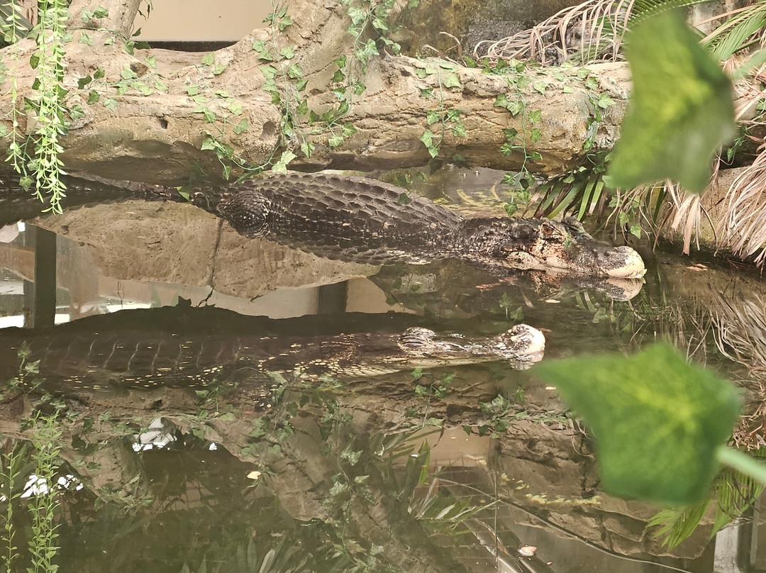 Crocodiles of the World-Brize Norton必去景点