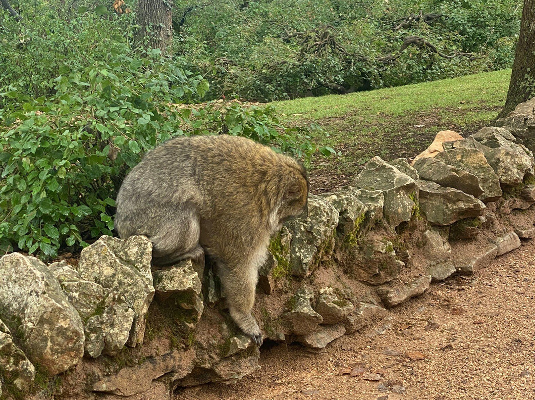 La Foret des Singes-罗卡马杜尔必去景点