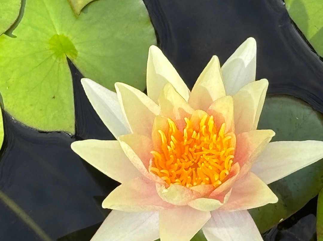 Les Jardins D'eau-Carsac-Aillac必去景点