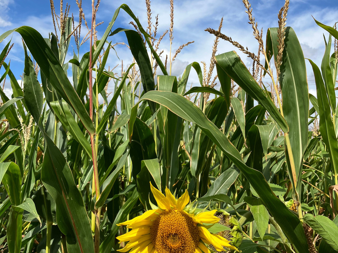 Wistow Maze-Wistow必去景点
