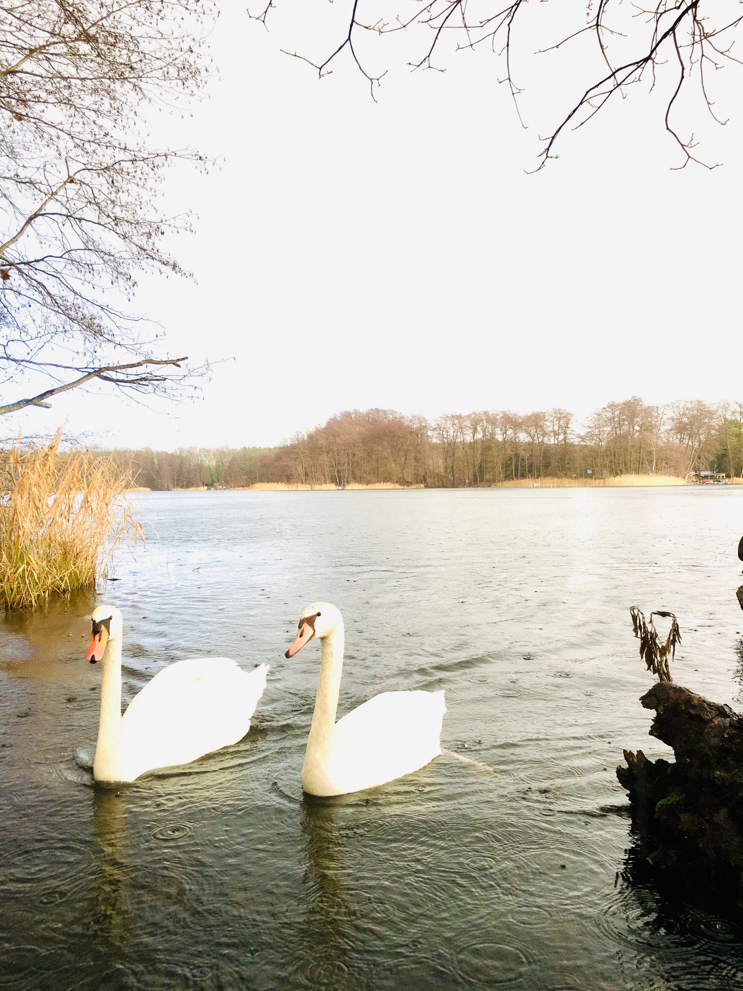 Hotel Seeschloss-泳池