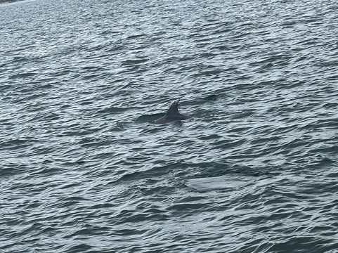 Myrtle Beach Dolphin Cruises-美特尔海滩必去景点