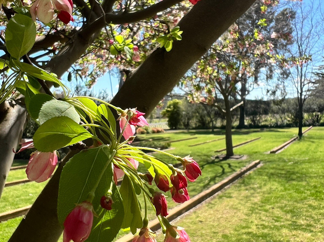 Japanese War Cemetery-考兰必去景点