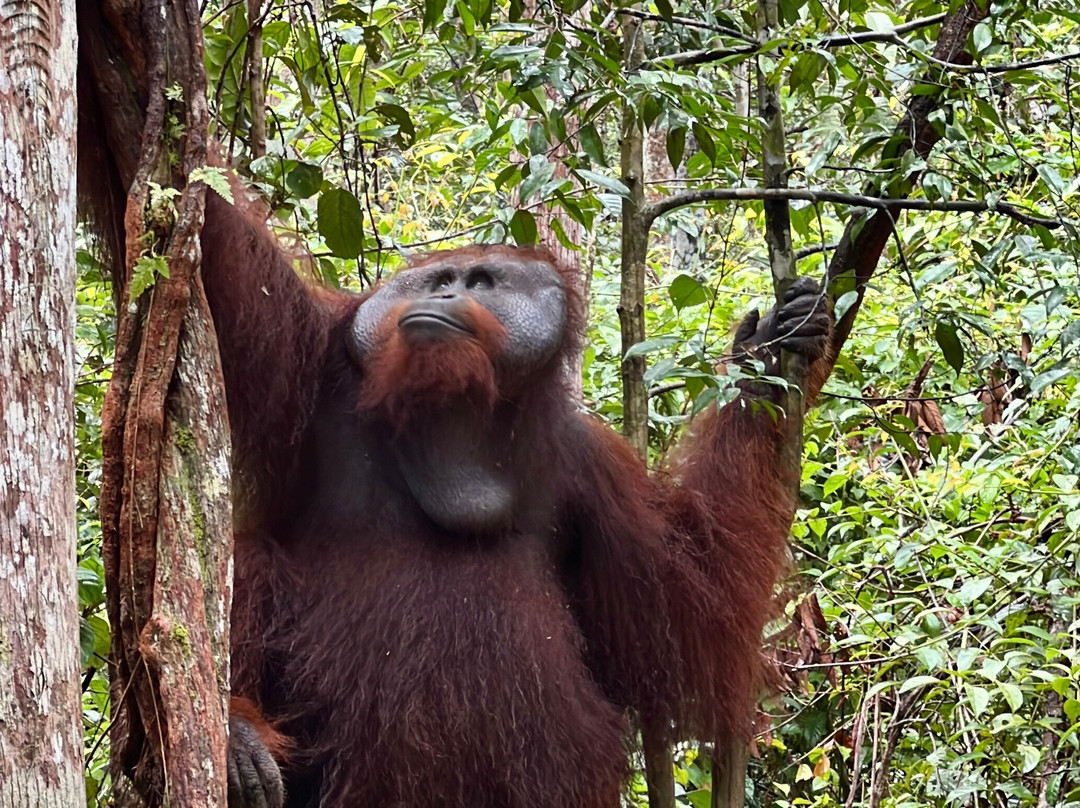 Dolphindo Tour Orangutan Tanjung Puting-Kumai必去景点