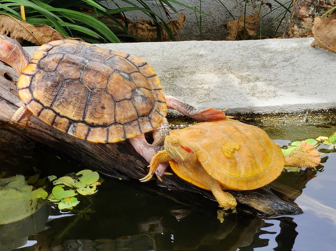 Iguanaland-蓬塔戈尔达必去景点