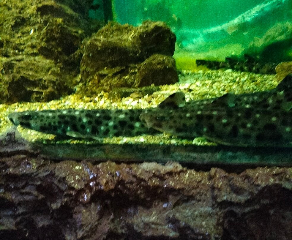 Aquarium Mondo Marino-马萨马里蒂马必去景点