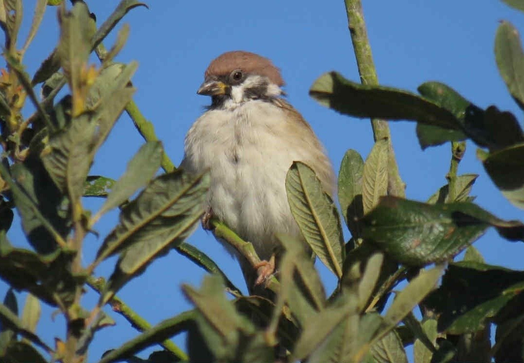 Blacktoft Sands-古尔必去景点