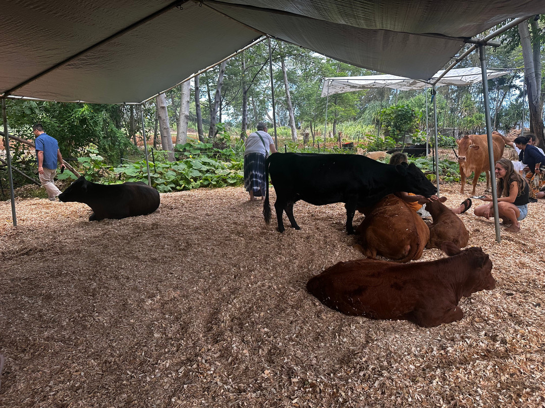 Krishna Cow Sanctuary