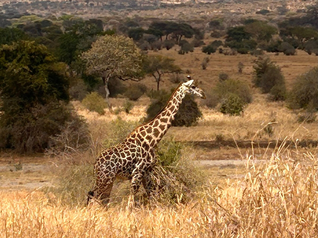 Tarangire Classic View Camp