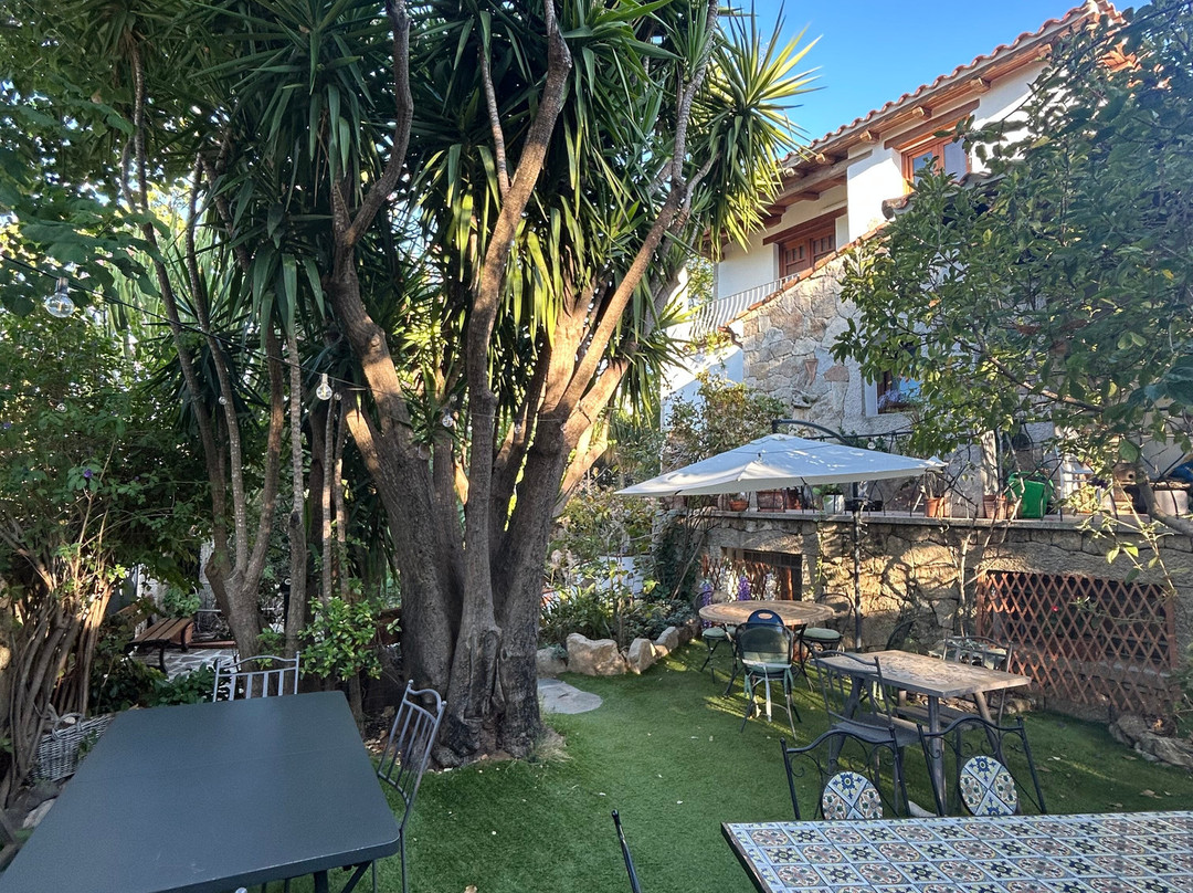 B&B Chorisia (IUN E5436)主图