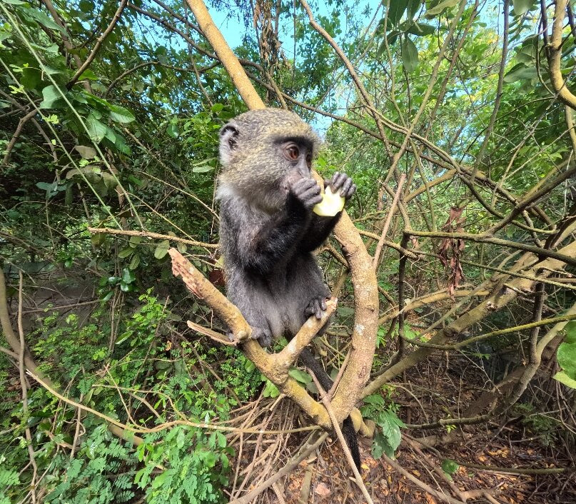 Zanzibar Kilosas Conservation-孥归必去景点