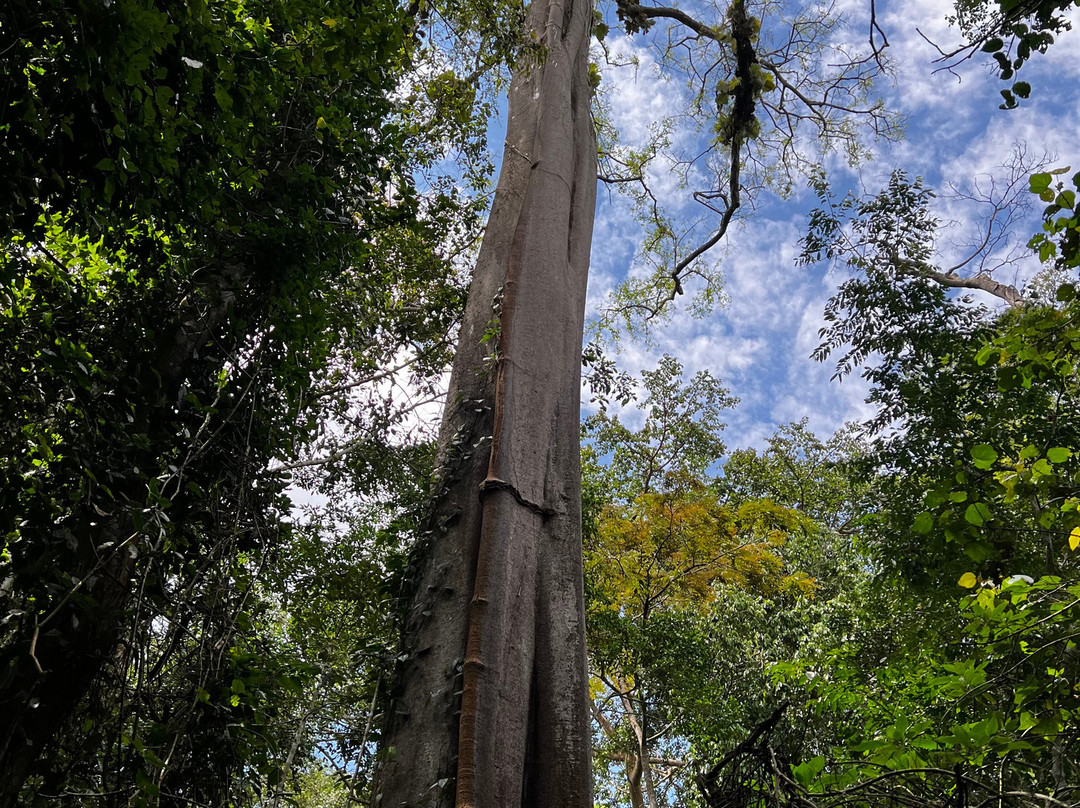 Mpanga Central Forest Reserve-坎帕拉必去景点
