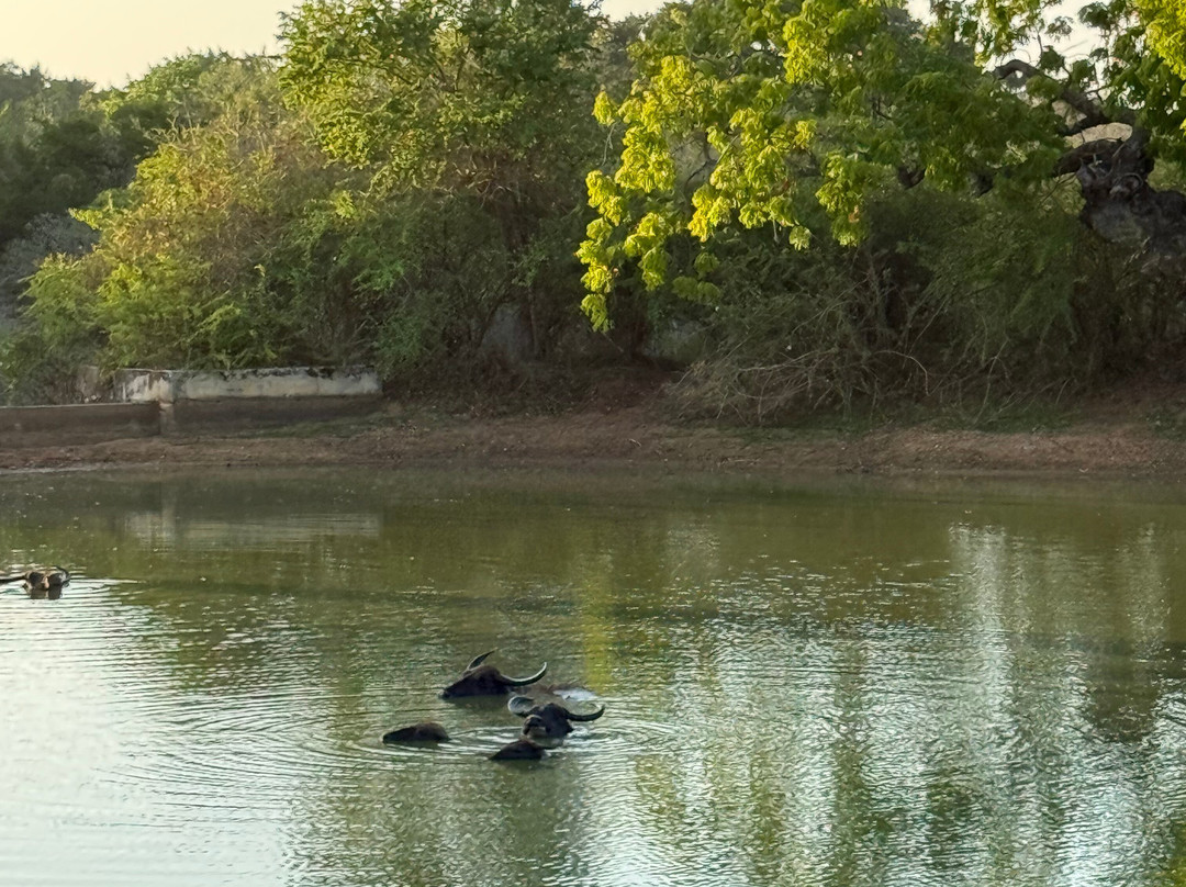 Sudu Yala Tusker Safari-蒂瑟默哈拉默必去景点