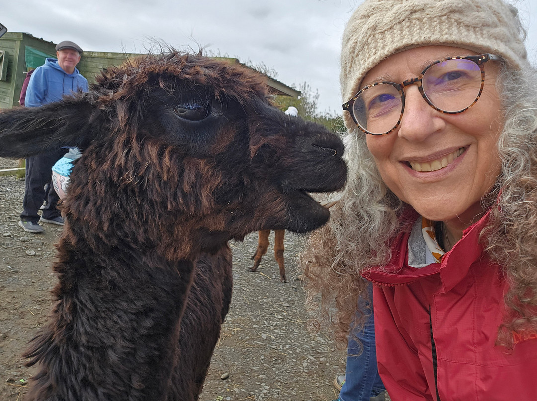 The Flying Alpaca