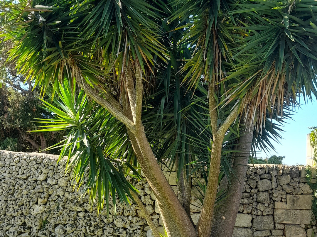 Masseria Bosco di Makyva主图