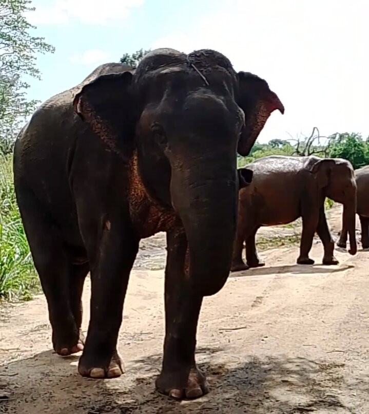 Hurulu Eco Park-哈巴拉娜必去景点